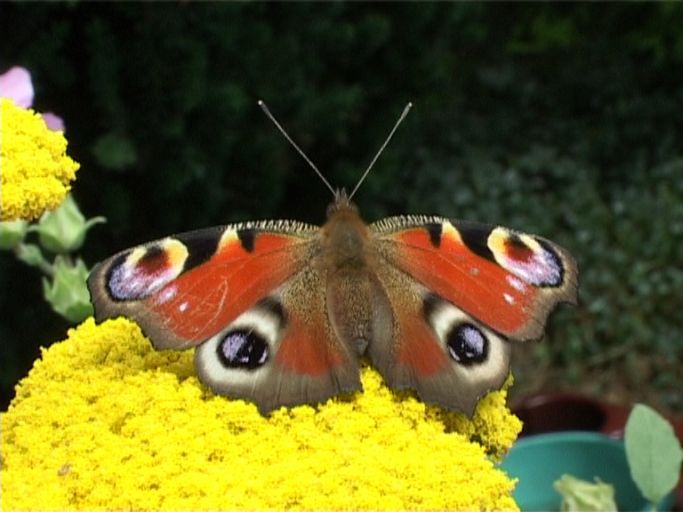 Tagpfauenauge ( Inachis io ), auf Gold-Schafgarbe : Moers, in unserem Garten, 12.07.2007